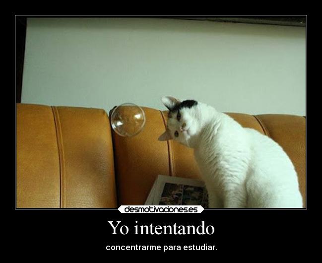 Yo intentando - concentrarme para estudiar.