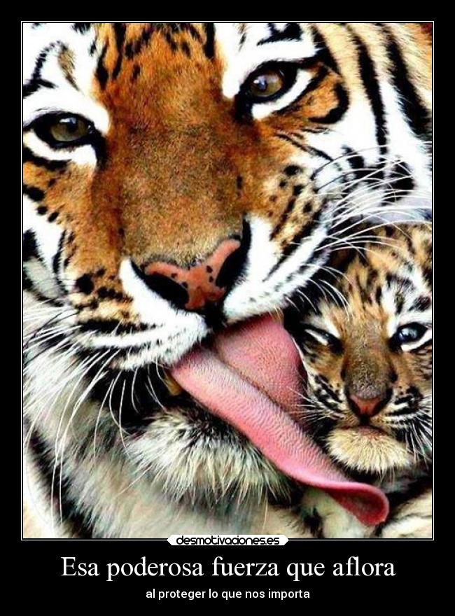 carteles familia sentimientos vida amor animales desmotivaciones