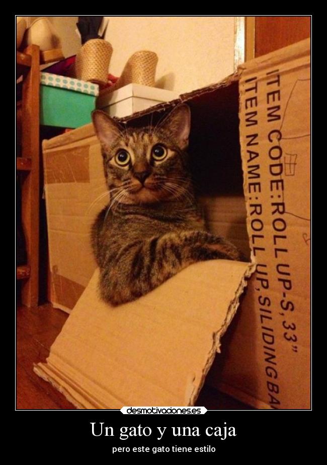 Un gato y una caja - 
