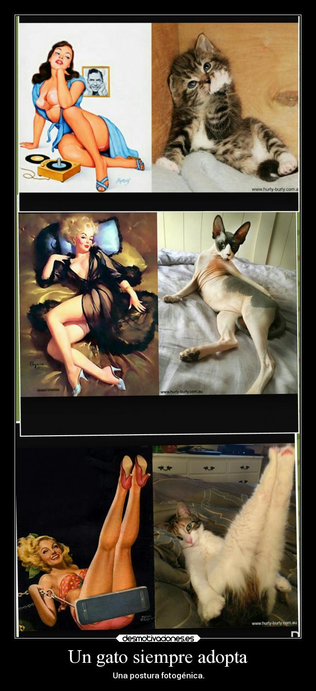 Un gato siempre adopta - Una postura fotogénica.