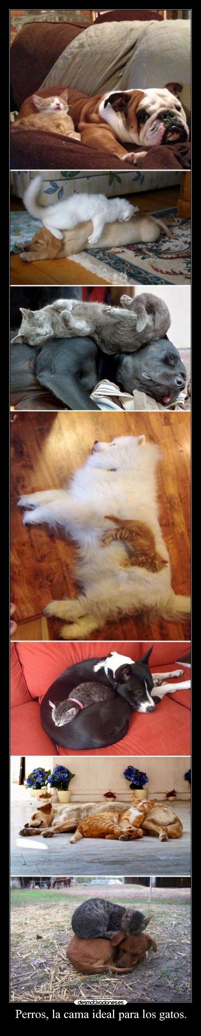 Perros, la cama ideal para los gatos. -