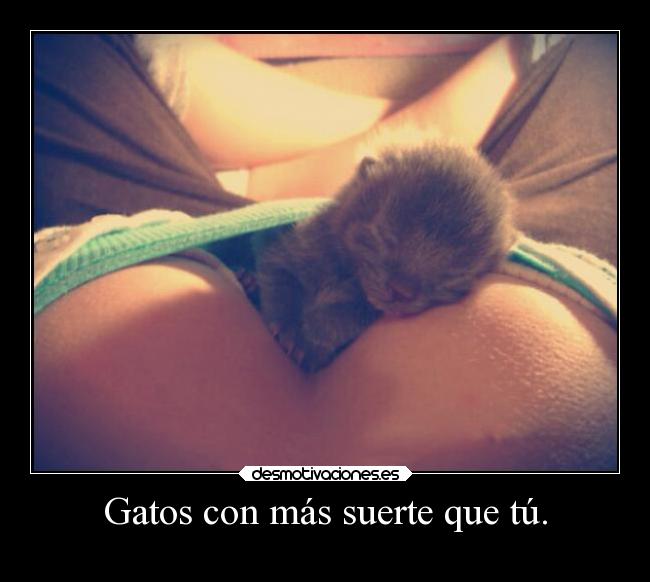 carteles gatos humor felicidad sexo tetas gatos vida personas mascotas culos all breathe breathebreathe desmotivaciones