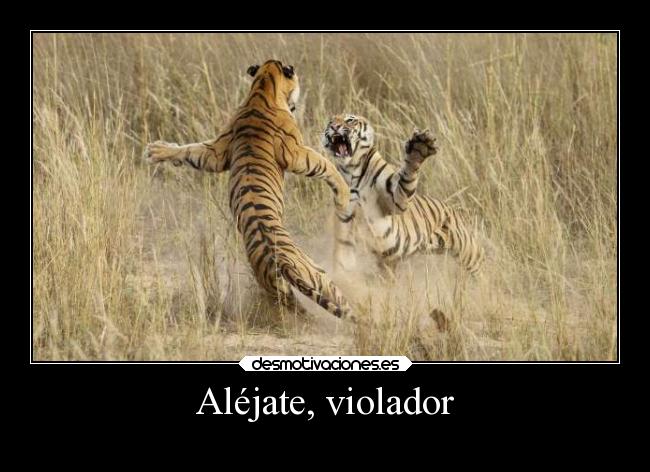 carteles gatos humor slipkdemon clandesplazado tigres acosador violador violar acoso sexual stalker desmotivaciones