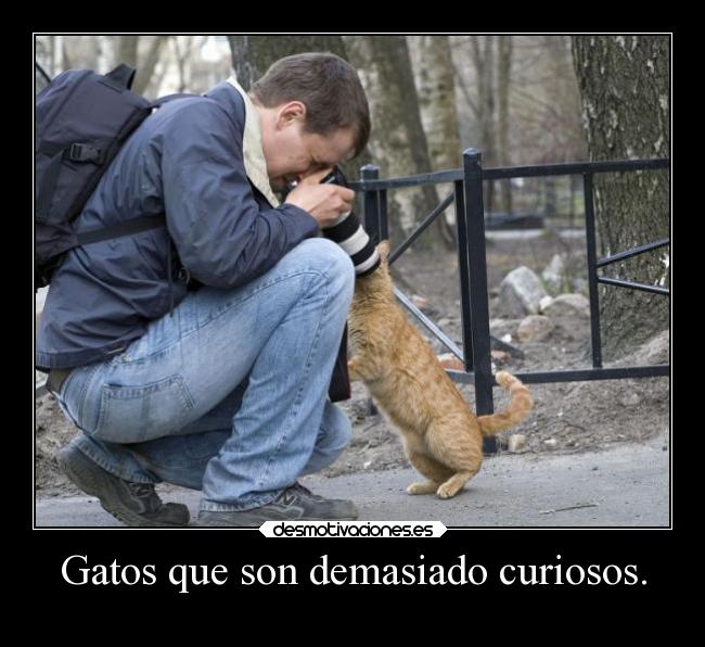 Gatos que son demasiado curiosos. - 