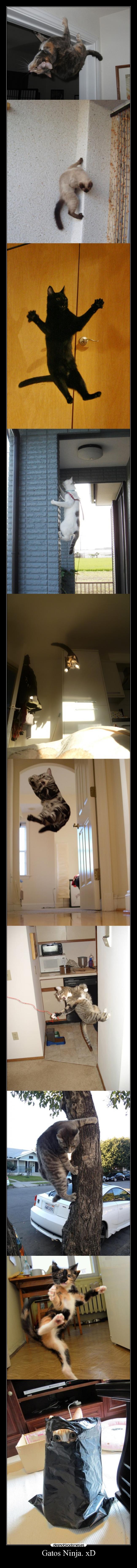 Gatos Ninja. xD - 