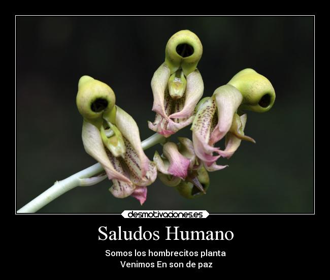 Saludos Humano - 