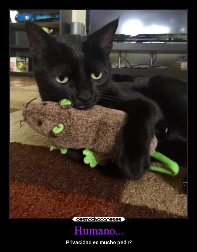 Humano... - Privacidad es mucho pedir?