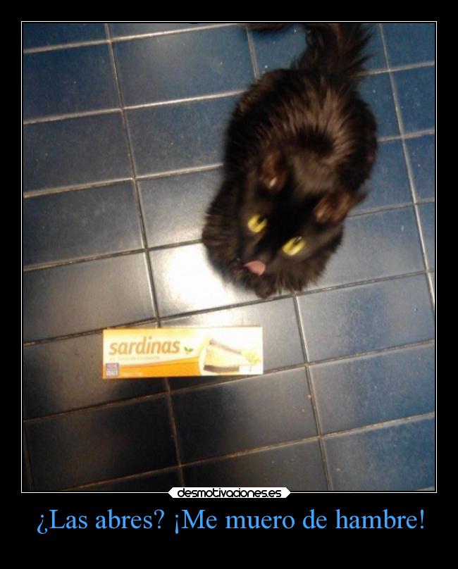 carteles humor gatos graciosas sardinas abrir hambre samsara ojalaqueshueva rilacs desmotivaciones