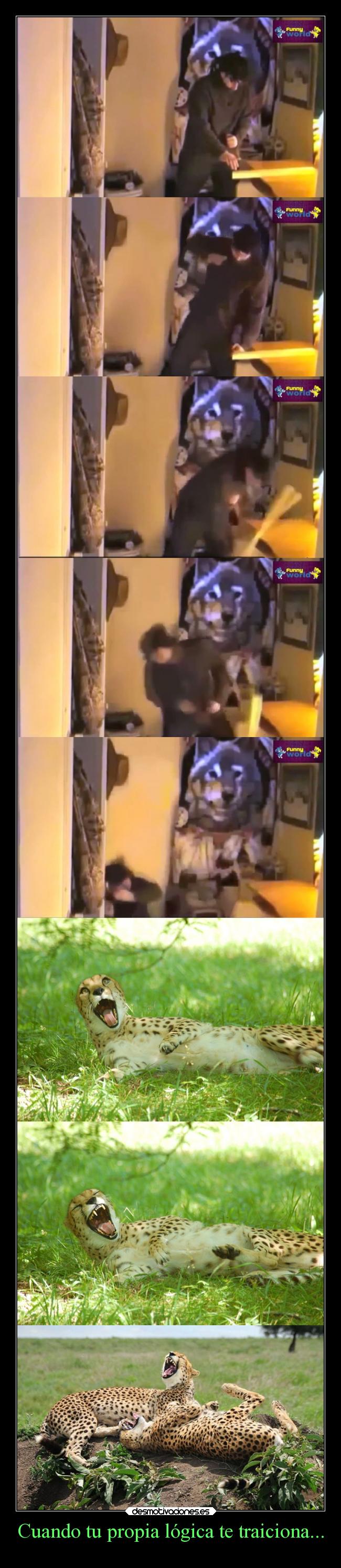 carteles humor graciosas risas leopardos sentidocomun golpe samsara ojalaqueshueva rilacs desmotivaciones