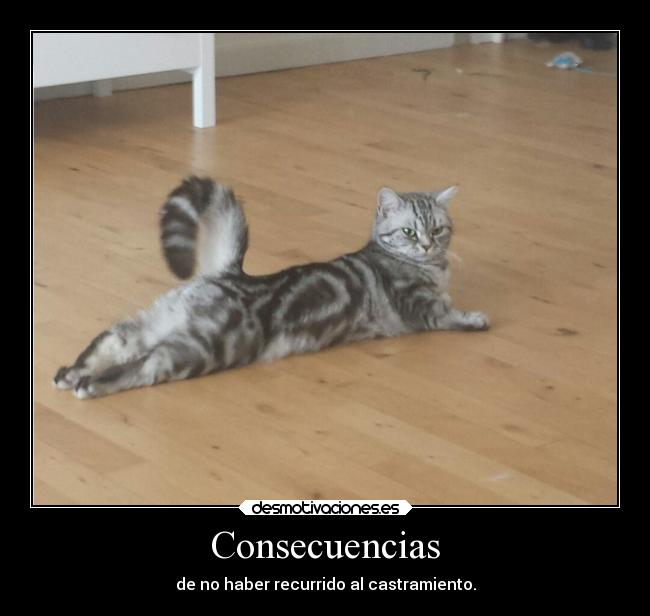 carteles ideas castrar lol gata celo holy craps desmotivaciones