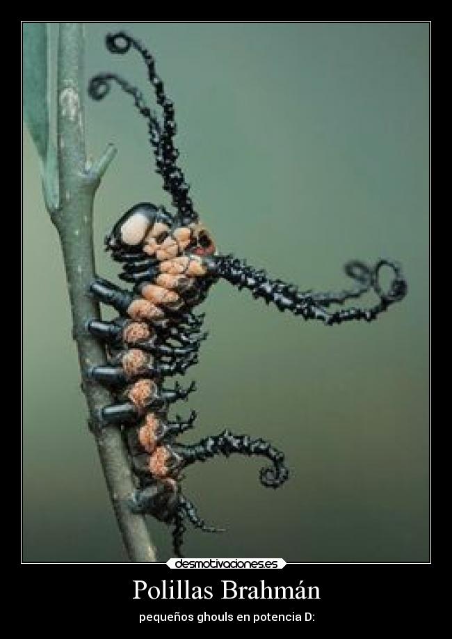 Polillas Brahmán - pequeños ghouls en potencia D:
