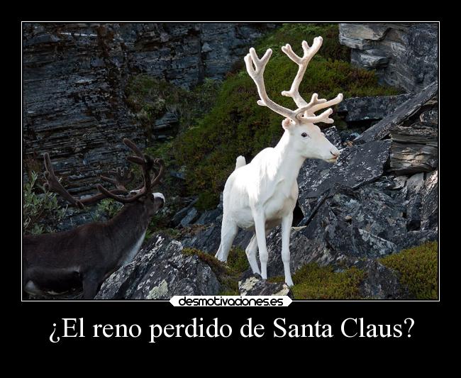 ¿El reno perdido de Santa Claus? -