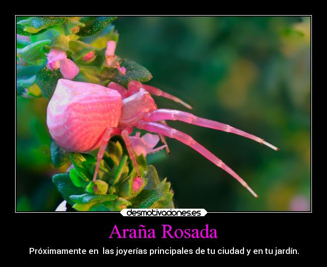 Araña Rosada - Próximamente en las joyerías principales de tu ciudad y en tu jardín.