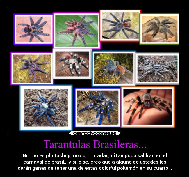 Tarantulas Brasileras... - No.. no es photoshop, no son tintadas, ni tampoco saldrán en el
carnaval de brasil... y si lo se, creo que a alguno de ustedes les
darán ganas de tener una de estas colorful pokemón en su cuarto...