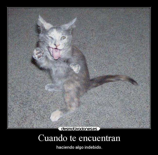 carteles risa internet ideas graciosas gatos foto desmotivaciones