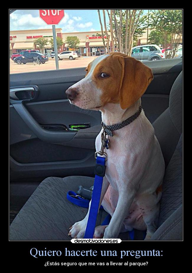 carteles tonto humor graciosas tonteriasde soyunidiotatm projectd perro desconfiado perrosnoestaeneti desmotivaciones