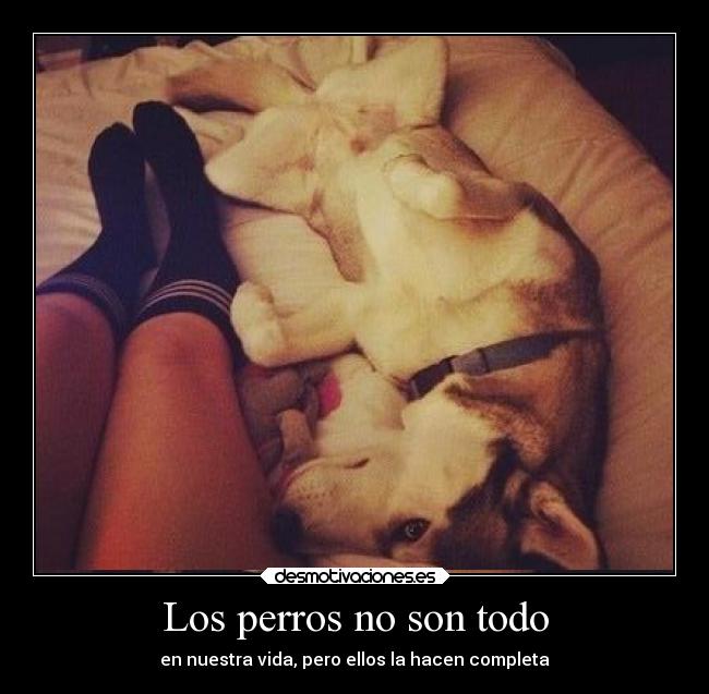 Los perros no son todo - en nuestra vida, pero ellos la hacen completa