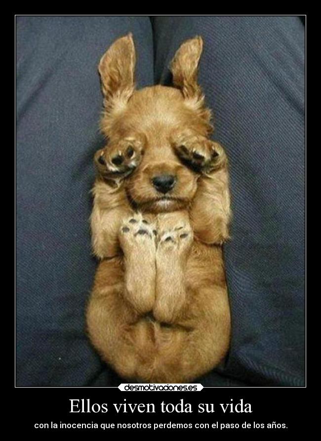 Ellos viven toda su vida - con la inocencia que nosotros perdemos con el paso de los años.