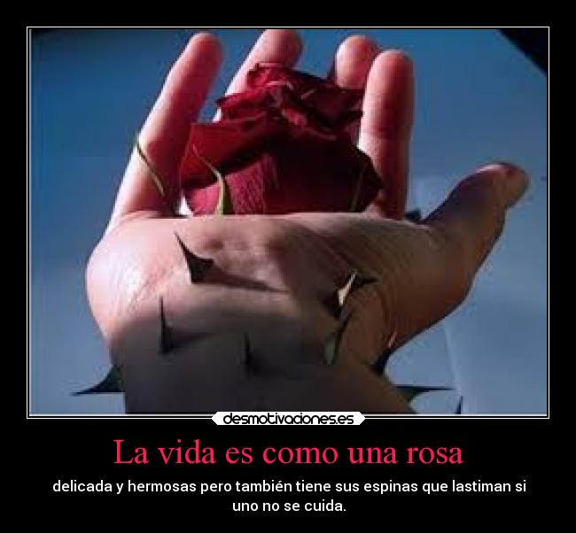 La vida es como una rosa - delicada y hermosas pero también tiene sus espinas que lastiman si
uno no se cuida.