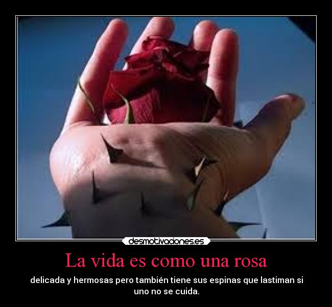 La vida es como una rosa - 