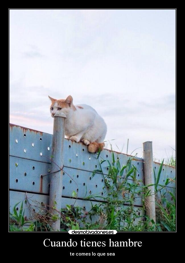 carteles vida humor graciosas gatos animales desmotivaciones
