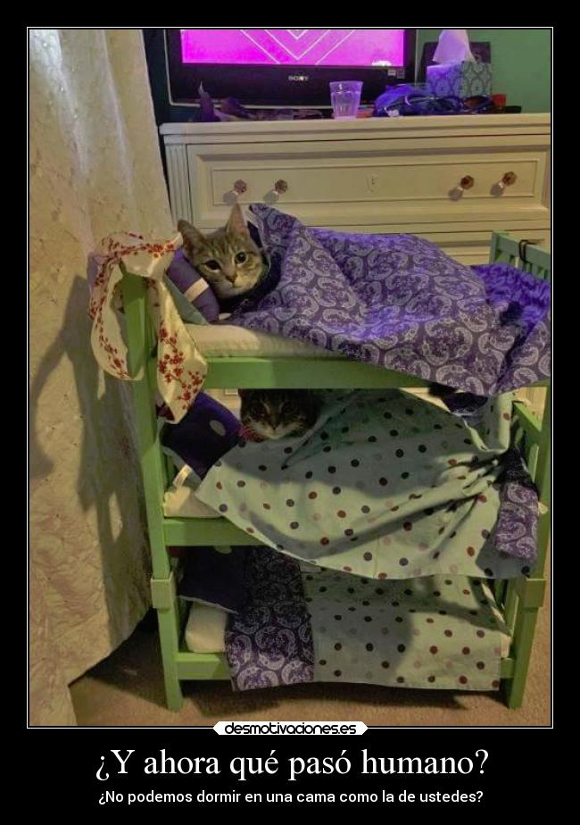 ¿Y ahora qué pasó humano? - ¿No podemos dormir en una cama como la de ustedes?