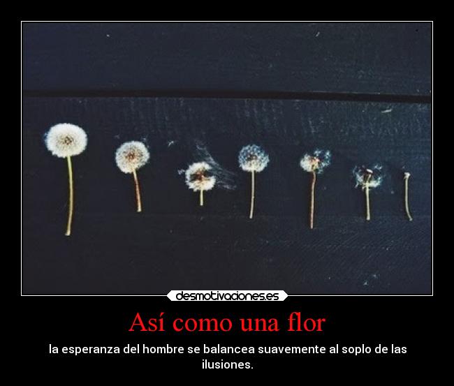 Así como una flor - 