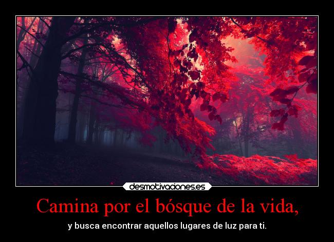 Camina por el bósque de la vida, - 