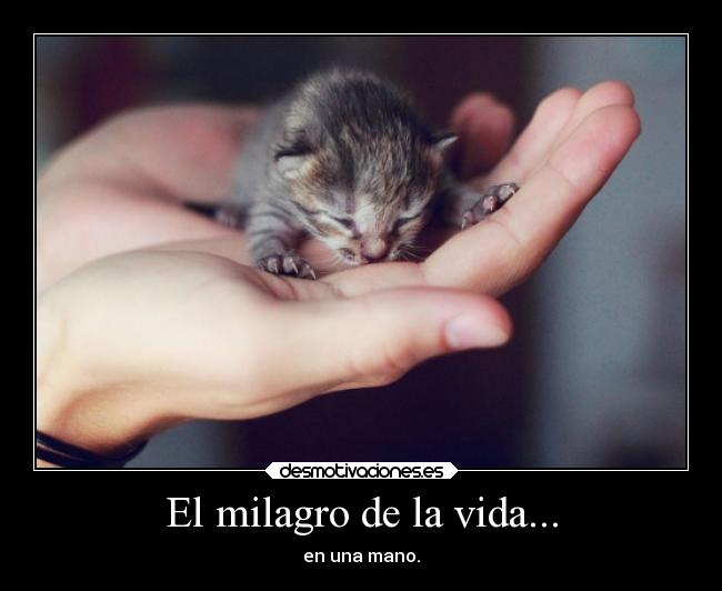 El milagro de la vida... - 