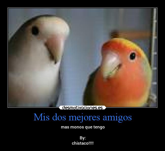Mis dos mejores amigos - mas monos que tengo
By:
chistaco!!!!