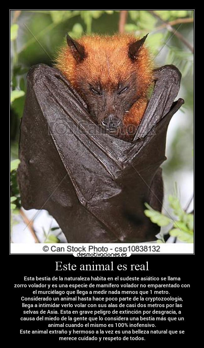Este animal es real -