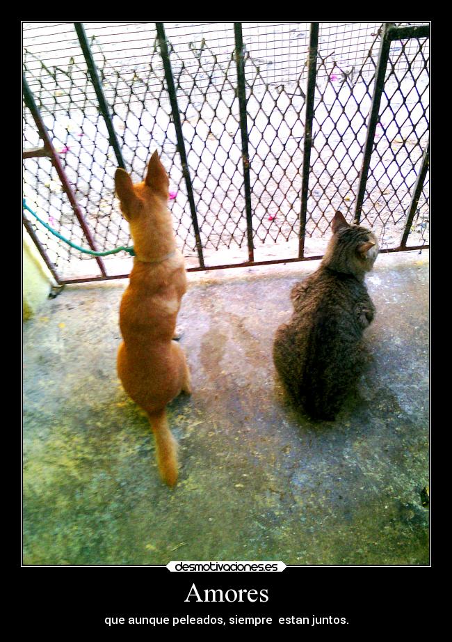 Amores - que aunque peleados, siempre estan juntos.