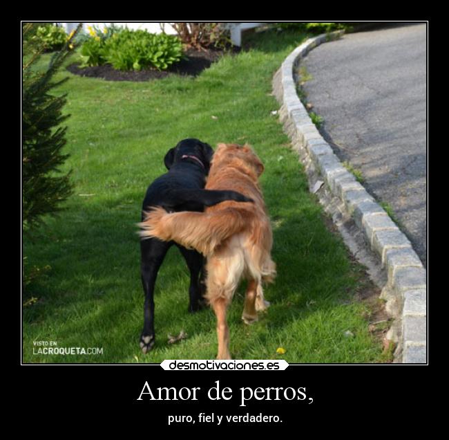Lista 92+ Foto Mujeres Asiendo El Amor Con Animales Mirada Tensa