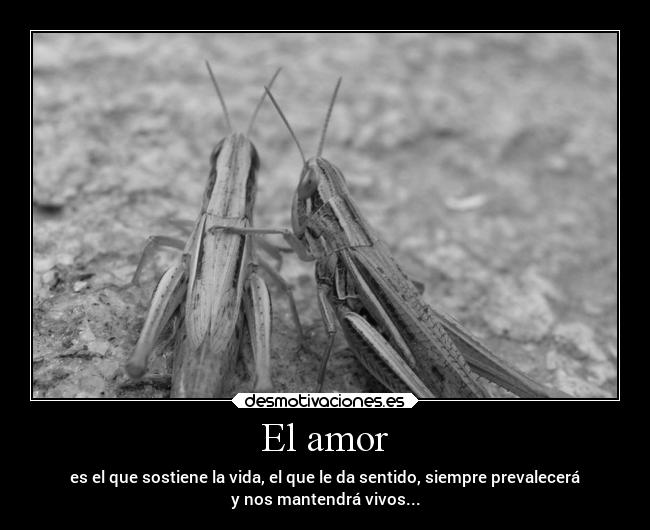 El amor - 