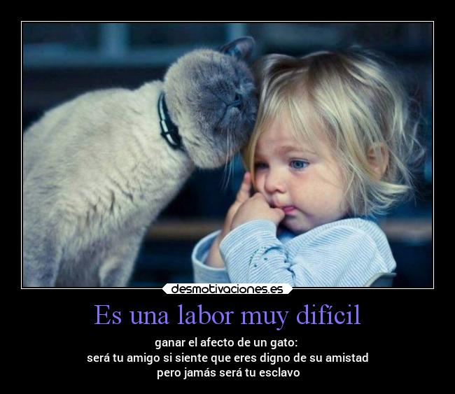 Es una labor muy difícil - ganar el afecto de un gato:
será tu amigo si siente que eres digno de su amistad
pero jamás será tu esclavo