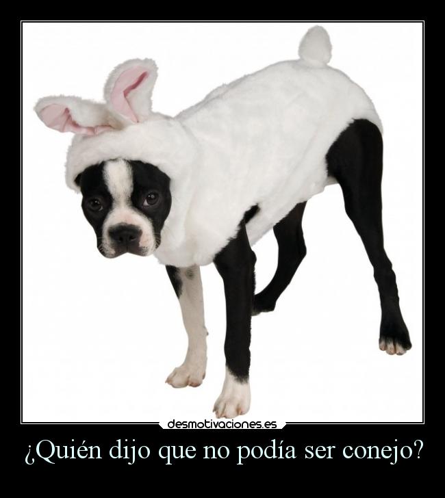 ¿Quién dijo que no podía ser conejo? -
