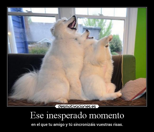 carteles animales ideas risas amigo sincronizar reloj perros desmotivaciones