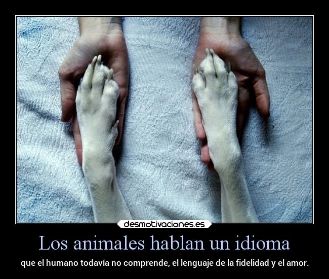 carteles animales idioma idioma animales amor btr221 hablan lenguaje fidelidad desmotivaciones