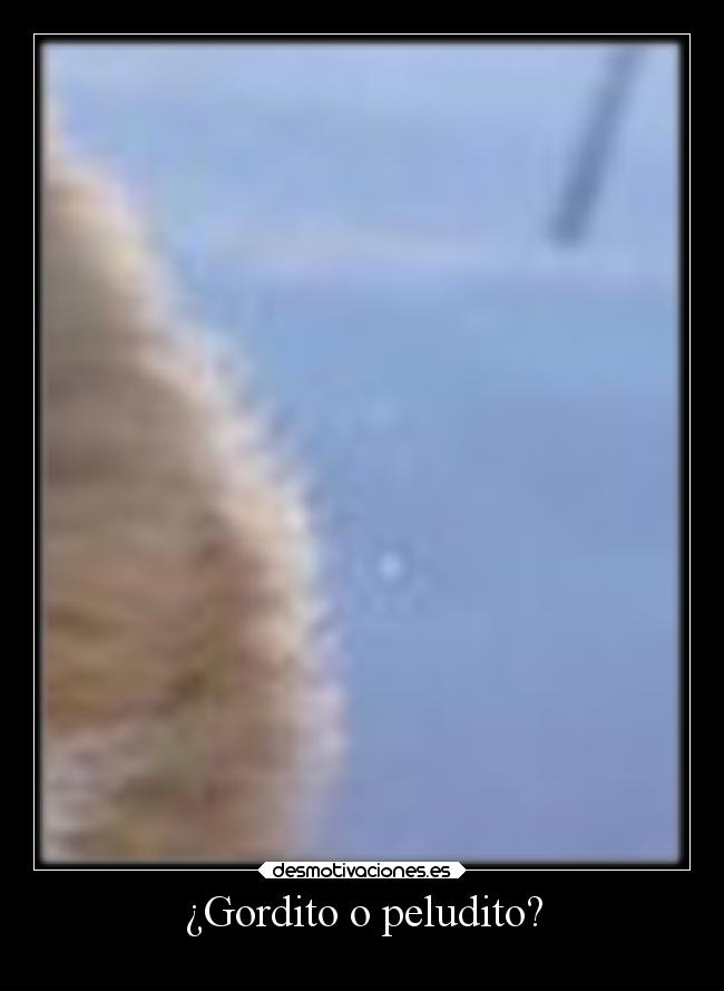 ¿Gordito o peludito? -