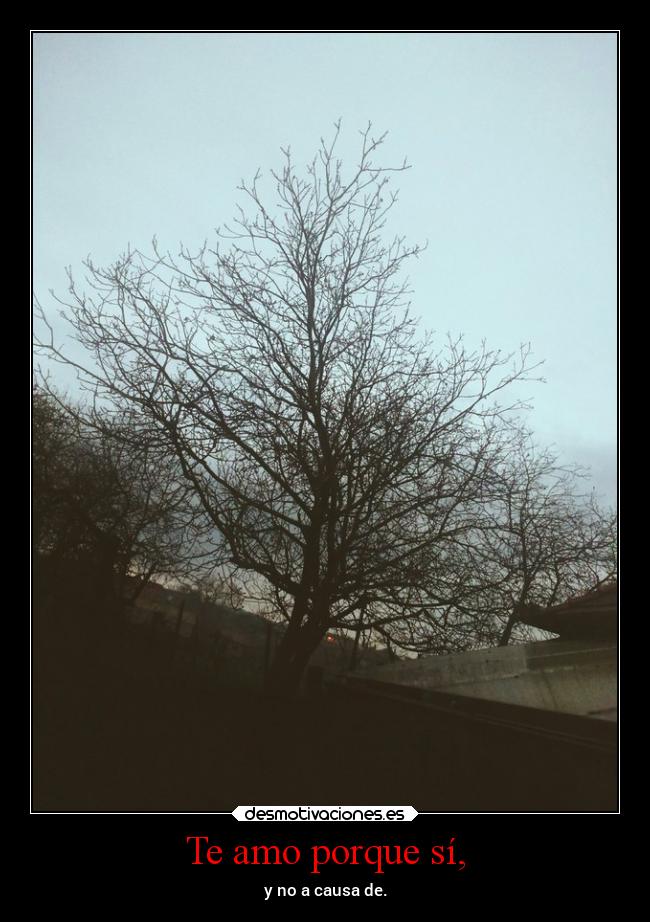 Te amo porque sí, -