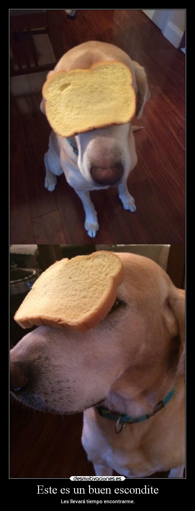 Este es un buen escondite - 