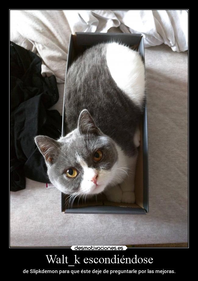 carteles desmotivaciones animales waltk caja gato box slipkdemon dejar preguntar mejoras ojos amarillos sue desmotivaciones