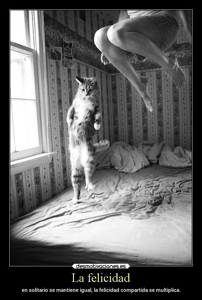carteles felicidad gatos motivaciones desmotivaciones felicidad desmotivaciones