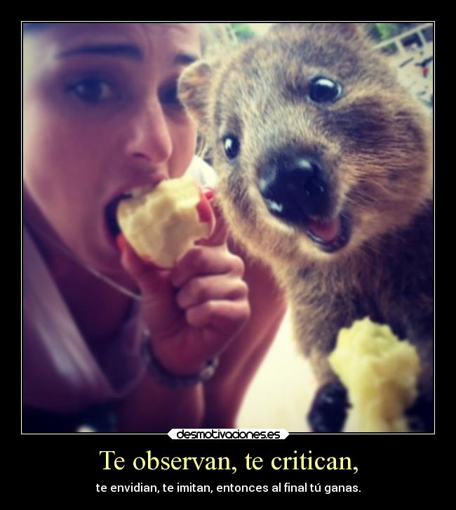 Te observan, te critican, -