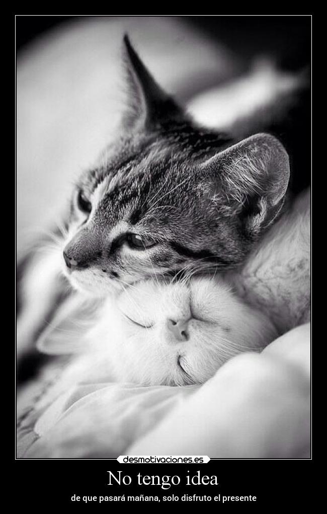 carteles filosofia vida felicidad gatos alegria desmotivaciones