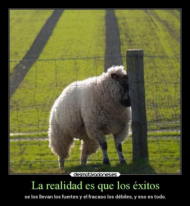 La realidad es que los éxitos -