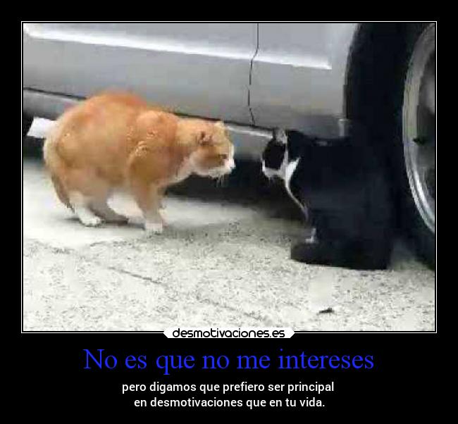 carteles gatos desmotivaciones frases principal desmotivaciones