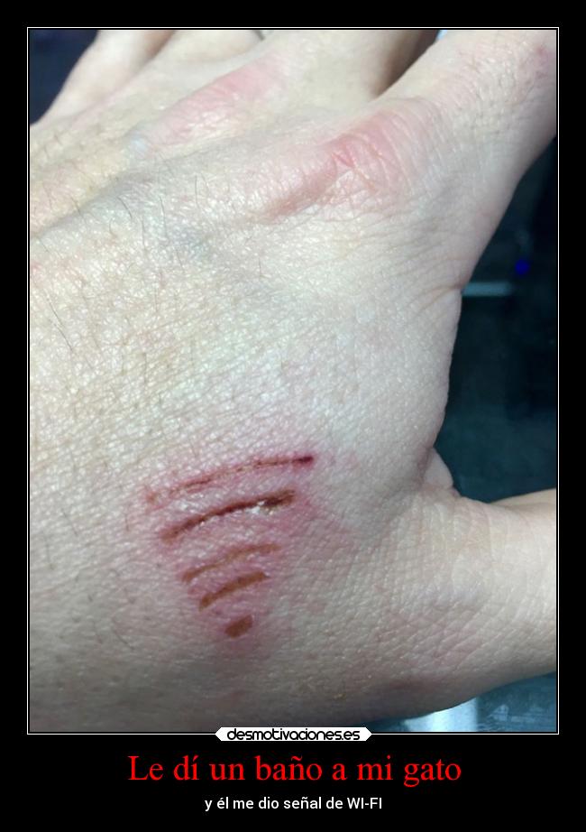 carteles gatos motivaciones graciosas tonto humor tonteriasde resubidoporerror projectd desmotivaciones