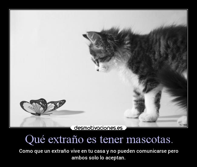 Qué extraño es tener mascotas. - 