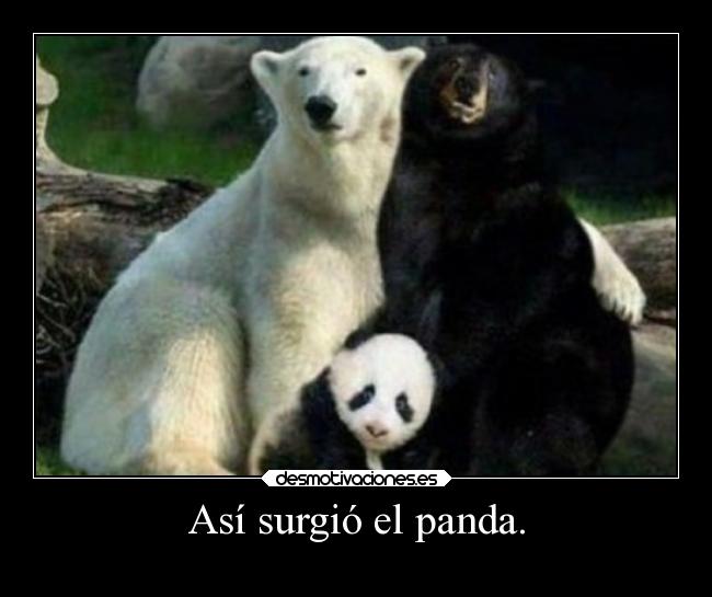 Así surgió el panda. - 